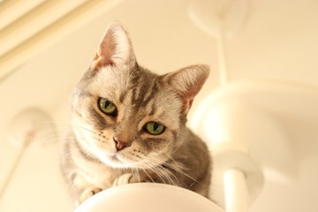 Fototapeta premium 白バックじっと見つめてくる愛らしい猫コピースペースアメリカンショートヘアー