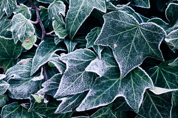 Frosted ivy leaves in the late winter