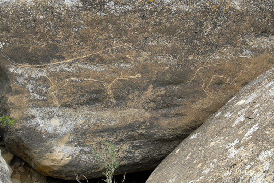 Panthers. Prehistoric Petroglyphs (rock painting) are included in UNESCO World Heritage List. Gobustan National Park, Azerbaijan, Caucasus.