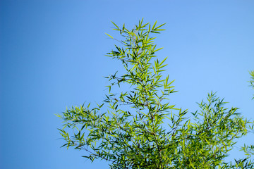 Bamboo leaf background sky