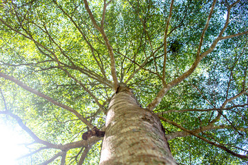 Fototapeta premium Green branches