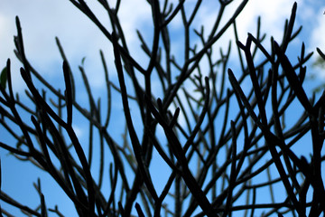 Frangipani with a background sky