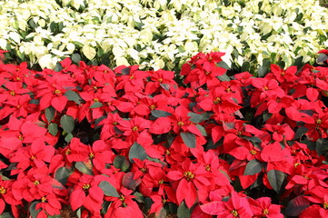 Red and white Christmas Flower