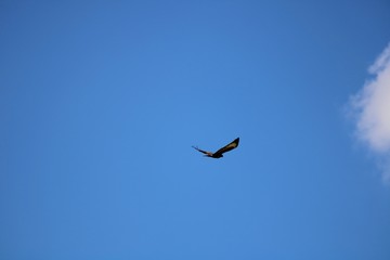 bird of prey flyby
