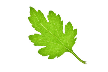 Fototapeta premium top view of green leaf isolated on white background