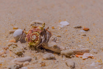 A variety of hermit crabs shape