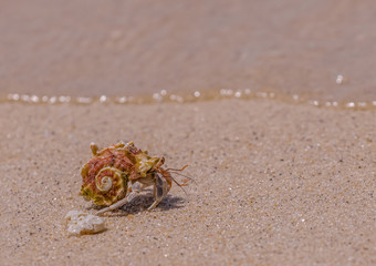 A variety of hermit crabs shape