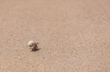 A variety of hermit crabs shape
