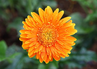 Beautiful orange gerbera flower with rain drops