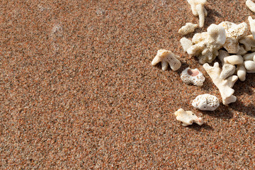 Heap of White Corals on Red Sand of the Red Sea Coast