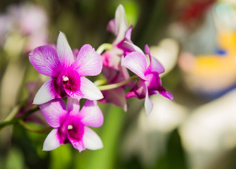 Beautiful pink white Dendrobium bigibbum or Cooktown orchid or mauve butterfly orchid in winter in home window tropical garden. Floral nature background. Selective focus.