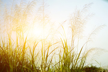 grass on the beautiful sunset