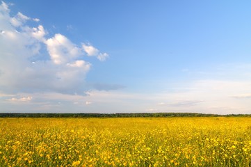 Obraz premium Spring nature landscape with bright yellow blooming flowers