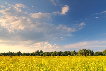 Obraz premium Spring nature landscape with bright yellow blooming flowers