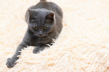 gray cat lies on a fluffy surface and looks forward