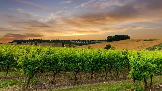 Beautiful vineyard at sunset. Timelapse