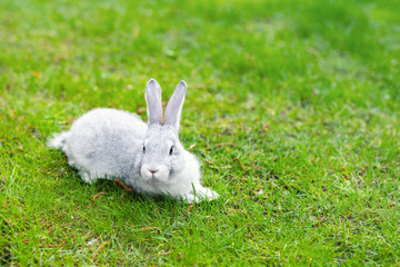 Cute adorable grey fluffy rabbit sitting on green grass lawn at backyard. Small sweet white bunny walking by meadow in green garden on bright sunny day. Easter nature and animal bokeh background