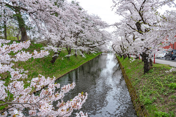 Hirosaki park cherry blossoms matsuri festival in springtime season beautiful morning day. Beauty full bloom pink sakura flowers at outer moat. Aomori Prefecture, Tohoku Region, Japan