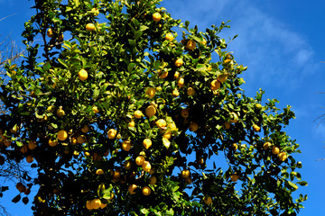 Lemon tree against blue sky