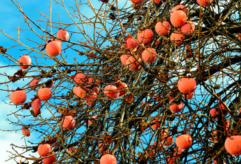 Bright pink orange fruit 