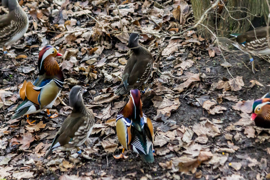 Mandarin ducks. Three females and three males  on a dry leaves. Close up . Photo for the site about birds, ducks, wildlife, Far East, art.