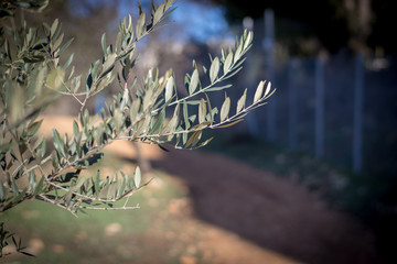 autumn, background, beautiful, black, black leaf, black moths, black olives, blue, blue sky, blurred background, branch, close up, cold, diet, eating healthy, evergreen, farm, food, forest, fresh, fru