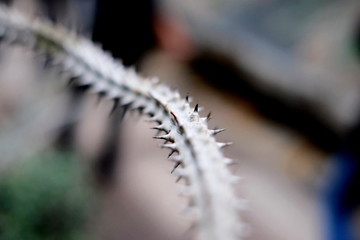 Beautiful cacti macro