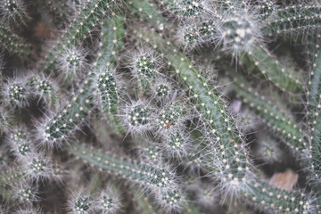 Beautiful cacti macro