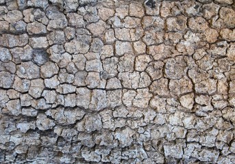 Old, rough textured, knotted, weathered, rotten, cracked, plank - knot detail.