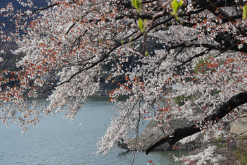 湖畔の桜