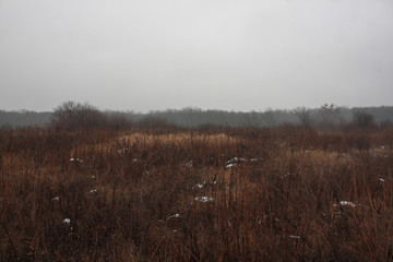 Ukrainian forest and steppe in winter when there is little snow. Open spaces with dry grass.