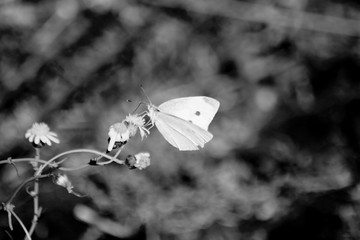 Small White Butterfly in Black & White