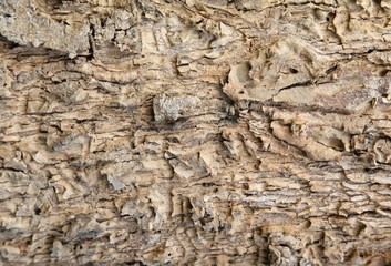 Bark of Elm. trunk of tree ,Seamless Tile able background Texture.