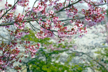桜満開,