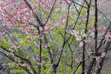 桜満開