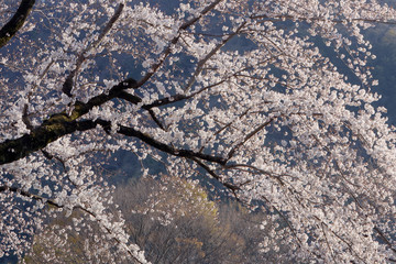 桜満開