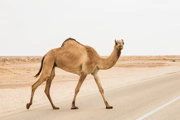 Rolgordijnen Closeup view of arabian camel (dromedary) crossing the road against desert background © ilyaska