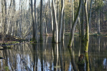 Fototapeta na wymiar Sonnige Flusslandschaft der Briese im Wald bei Birkenwerder
