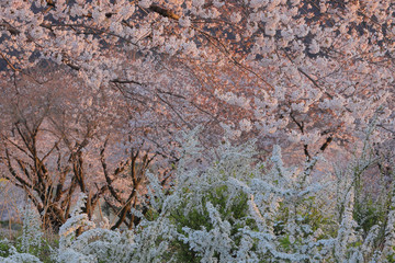 桜満開