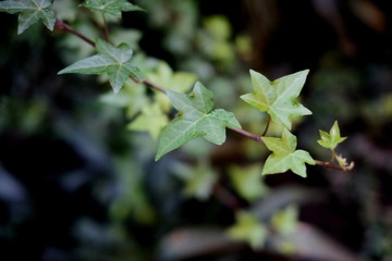 Tropical ivy background