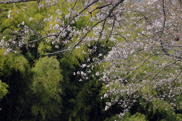 桜咲く