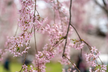 Close up full bloom beautiful pink cherry blossoms flowers ( sakura ) in springtime sunny day. Beauty natural background