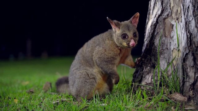 Curious Possum in a park at night