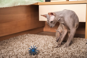 Sphynx cat at home. Closeup portrait of a home gray sphinx cat. Cat plays at home and copy space.