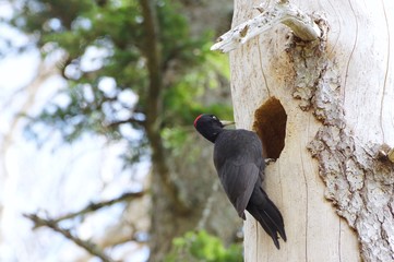 Black Woodpecker, nest building in Rishiri Island, Japan　クマゲラ営巣中　北海道利尻島