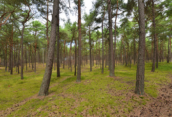 Obraz premium Green pine forest in summer