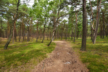 Green pine forest in summer