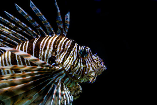feuerfisch vor schwarzem hintergrund