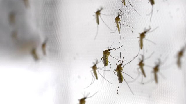 mosquito on insect net close up.