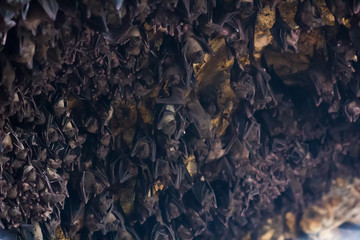 Lot of bats hanging in dark cave Pura Goa Lawah Temple on Bali, soft focus